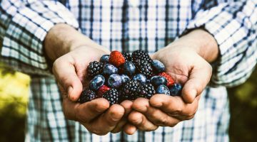 Organic fruit. Farmers hands with freshly harvested fruit. Fresh organic blackberries.